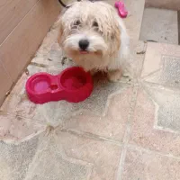 حیوان خانگی