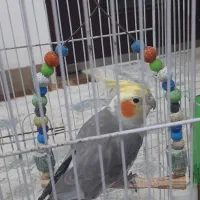 فروش عروس هلندی دستی همراه با قفس