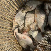 بچه ماهی کپور طلایی بشقابی|ماهی|اهواز, زرگان|دیوار