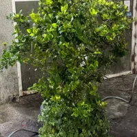 گل و گلدان|گل و گیاه طبیعی|شیراز, نصر|دیوار