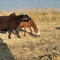 گوسفند .بره .بز.قوچ|حیوانات مزرعه|جوانرود, |دیوار