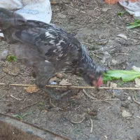 مرغ وخروس گلین طوسی اصل