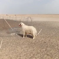 بره قوچ سنجابی اصل|حیوانات مزرعه|کوزران, |دیوار