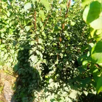 مرغوب تـرین نهـالــهای پــیوندی|خدمات باغبانی و درختکاری|رودبار, |دیوار