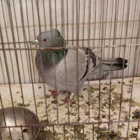 جوجه سبز کاکلی خطی