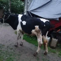 گاو نر گوساله