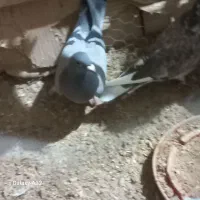 کبوتر دمگیر وکله دمسبز پرشی|پرنده|مبارکه, |دیوار