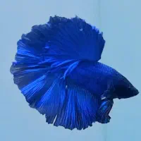 فایتر وارداتی