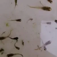 بچه گوپی  نژاد کبرای باله بلند