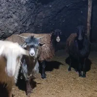 فروش‌‌‌‌گوسفند