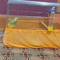 مرغ عشق