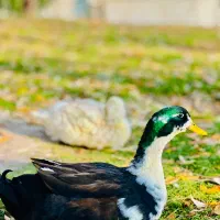 فروش/واگذاری-گاوداری، گلخانه