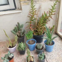 گل و گیاه طبیعی و شاداب