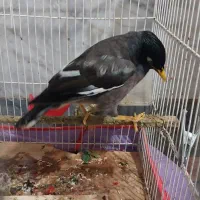 مرغ مینا|پرنده|سبزوار, شرق کال شمالی|دیوار