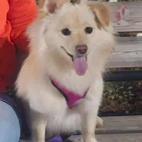 سگ پامراشپیتز