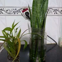 معاوضه گل|گل و گیاه طبیعی|نیشابور, فردوس شمالی|دیوار