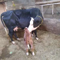 یک راس گاو سیمینتال باگوساله نر|حیوانات مزرعه|هریس, |دیوار