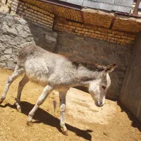 الاغ نر