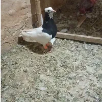 طوقی نر|پرنده|تربت‌حیدریه, تپه ننه حجی|دیوار