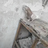 کفتر|پرنده|پاکدشت, پاکدشت (مامازند)|دیوار