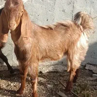 کهره نر