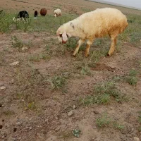 بره و بزغاله