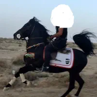 قیماق سیاه کرد زیبا|اسب و تجهیزات اسبسواری|فولادشهر, سایت صنعتی کاوه|دیوار