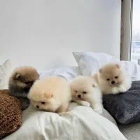 سگ پامر خرسی اورجینال.پامرانین عروسکی گرید A+|سگ|شیراز, فرهنگ شهر|دیوار