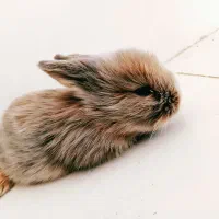 بچه خرگوش لوپ و مینیاتوری اصیل|موش و خرگوش|طبس, |دیوار