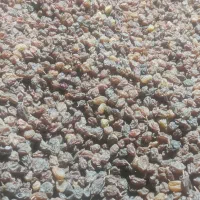 کشمش سبز و افتابی|خوردنی و آشامیدنی|قره چای, |دیوار