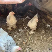 ۳تاجوجه مرغ برهما