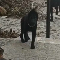 توله ژرمن بلک|سگ|یزد, |دیوار