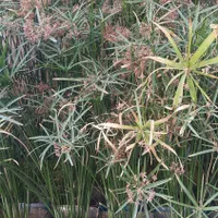 قوطی خالی|حراج|شیراز, آزادگان|دیوار