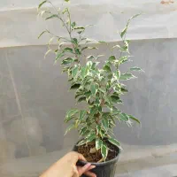 گل بنجامین ابلق و بلک در انواع سایز و آمستل|گل و گیاه طبیعی|مرودشت, استادیوم‎|دیوار