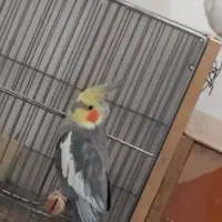 عروس مولد به شرط میدم|پرنده|اصفهان, شهرک کاوه|دیوار