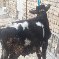 گوساله نر جرسی