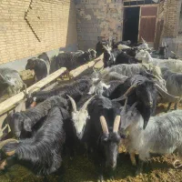با سلام.فروش 20راس بز ترکی جوان  پر شیر