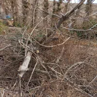 چوب زغالی|خدمات باغبانی و درختکاری|شیراز, میرزاکوچک خان|دیوار