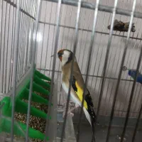 سهره