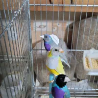 فروش جوجه فنچ گلدین|پرنده|کرمان, |دیوار