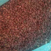 لوبیا قرمز تازه|خوردنی و آشامیدنی|تهران, سردارجنگل|دیوار