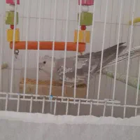 عروس هلندی|پرنده|رشتخوار, |دیوار