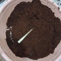 خاک بستر حلزون