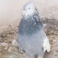 نر سینه سبز یال دم وصل|پرنده|شیراز, وزیرآباد|دیوار