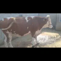 شنگل سیمینتال ۶ماه آبستن