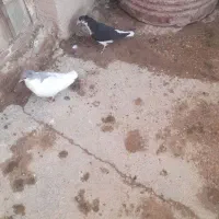 جوجه شهری سیاه کاکل