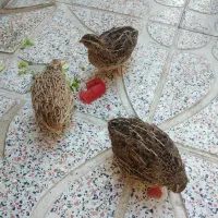 بلدرچین تخم گذار