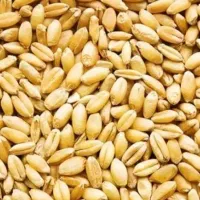 گندم درجه یک مهرگان