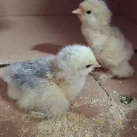 جوجه برهما بلو لایت