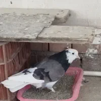 تعدادی کبوتر از نسل کبوتر بازهای به نام